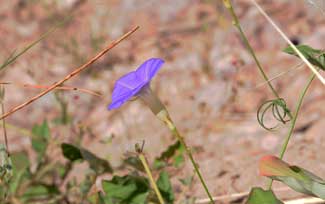 Ipomoea ternifolia, Tripleleaf Morning-glory, Southwest Desert Flora Ipomoea ternifolia, Tripleleaf Morning-glory, Southwest Desert Flora